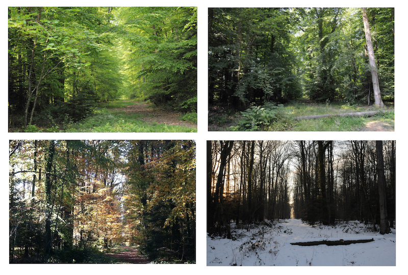 Du printemps à l'hiver. Les 4 saisons vues au même carrefour des Fontenelles, dans la forêt de Réno.